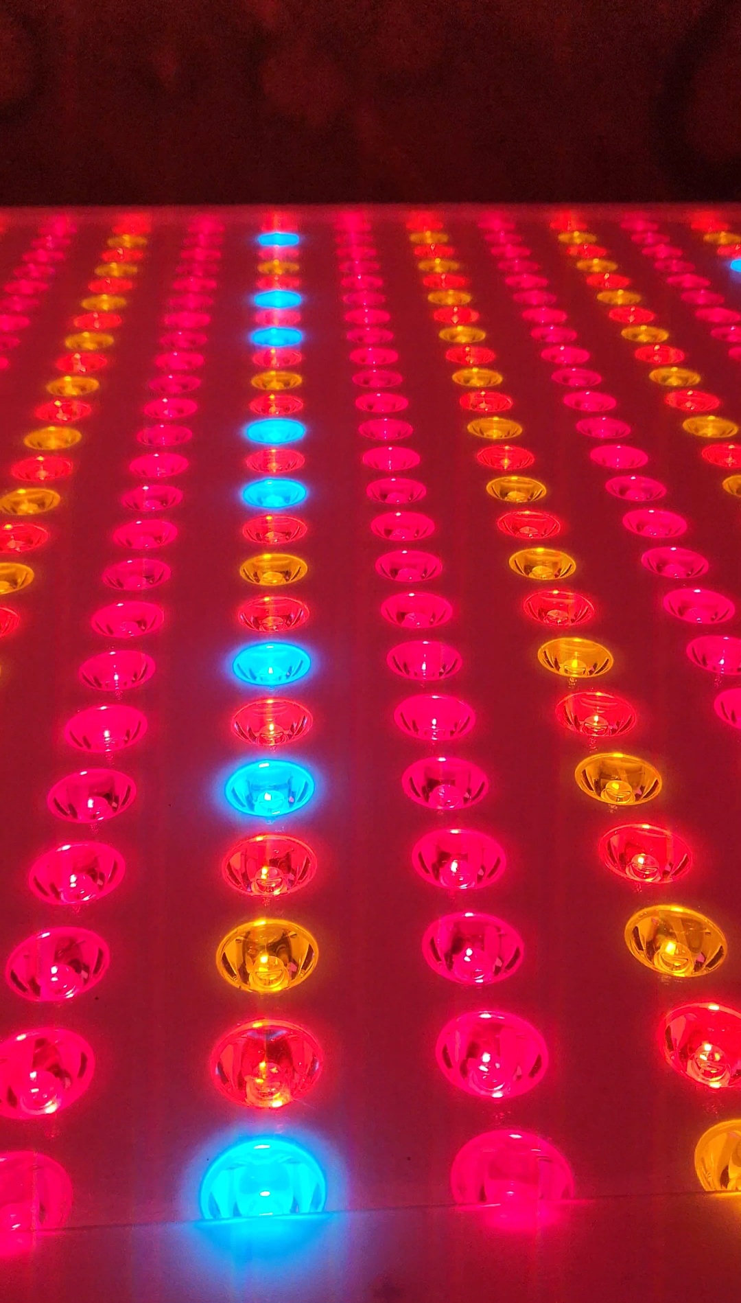 Illuminated red, amber, and blue light array inside the Vital Red Light Vital Bed